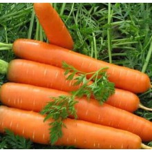 Морковь ПОЛЬСКАЯ СЛАСТЕНА ПОЗДНЯЯ